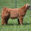 Tag NR9 Red brockle face stud that has all the look and potential to dominate the show ring. This upheaded cool cat can make his way to the top with ease. Study his rear hip and athletics as he moves across the ground. This will be the sleeper so wake up. All calves can be kept at our expense and risk until Aug 1st 2017