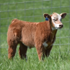  Red brockle face stud that has all the look and potential to dominate the show ring. This upheaded cool cat can make his way to the top with ease. Study his rear hip and athletics as he moves across the ground. This will be the sleeper so wake up. All calves can be kept at our expense and risk until Aug 1st 2017
